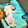 Brinlee is registered to the contest to win money with this photo: puppy, dog, sleeping, box, blanket, cozy, pet, fur, cute, animal, resting, indoor, small, young, adorable, soft, comfort, relaxed, brown, white
