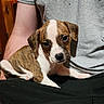 puppy, dog, pet, cute, brown_and_white, indoor, person, lap, casual_clothing, shorts, tshirt, wooden_door, fur, small_dog, young_dog, looking_at_camera, sitting, cozy, domestic, companion