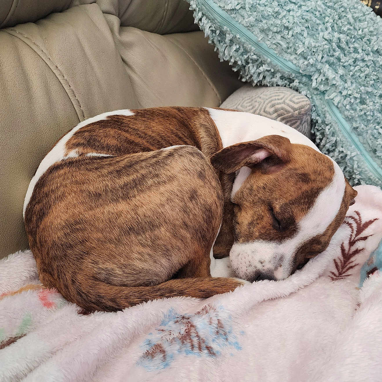 Brinlee is registered to the contest to win money with this photo: dog, sleeping, brindle, white, curled_up, blanket, couch, pillow, indoor, pet, cozy, resting, fur, relaxed, snuggle, animal, companion, comfort, domestic, canine