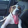 Brinlee joined the competition — help win amazing prizes! animal, brown_and_white, canine, car_seat, close_up, collar, companion, dog, domestic_animal, happy, inside_car, leather_seat, pet, pet_accessory, playful, seatbelt, smiling, tongue, tongue_out, vehicle_interior