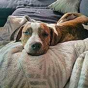 Brinlee is registered to the contest to win money with this photo: animal, blanket, brown, comfort, couch, cozy, dog, domestic, fur, home, indoor, nap, pet, pillows, relaxed, resting, sleeping, snuggle, soft, white