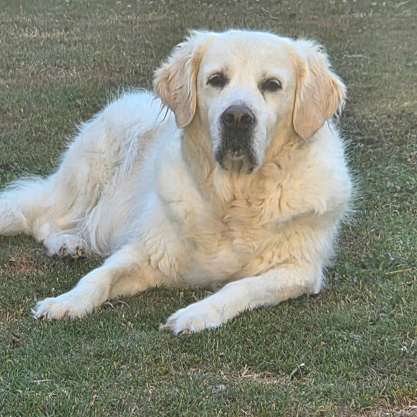 Sandy a rejoint le concours — aidez-le/la à gagner de superbes lots ! dog, white_dog, lawn, grass, outdoor, pet, canine, fur, relaxed, animal, nature, mammal, laying_down, ears, nose, paw, daylight, friendly, calm, domestic_animal
