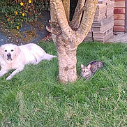 Sandy a rejoint le concours — aidez-le/la à gagner de superbes lots ! dog, cat, grass, tree, garden, outdoor, animal, pet, nature, relaxing, backyard, wooden_shed, greenery, flora, feline, canine, summer, sunlight, peaceful, resting