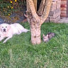 dog, cat, grass, tree, garden, outdoor, animal, pet, nature, relaxing, backyard, wooden_shed, greenery, flora, feline, canine, summer, sunlight, peaceful, resting