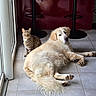 Sandy participe au concours pour gagner de l'argent avec cette photo : dog, cat, indoor, tile_floor, golden_retriever, tabby_cat, bar_stool, red_wall, pet, animal, companion, relaxing, curious, floor, window, door, fur, mammal, domestic, home
