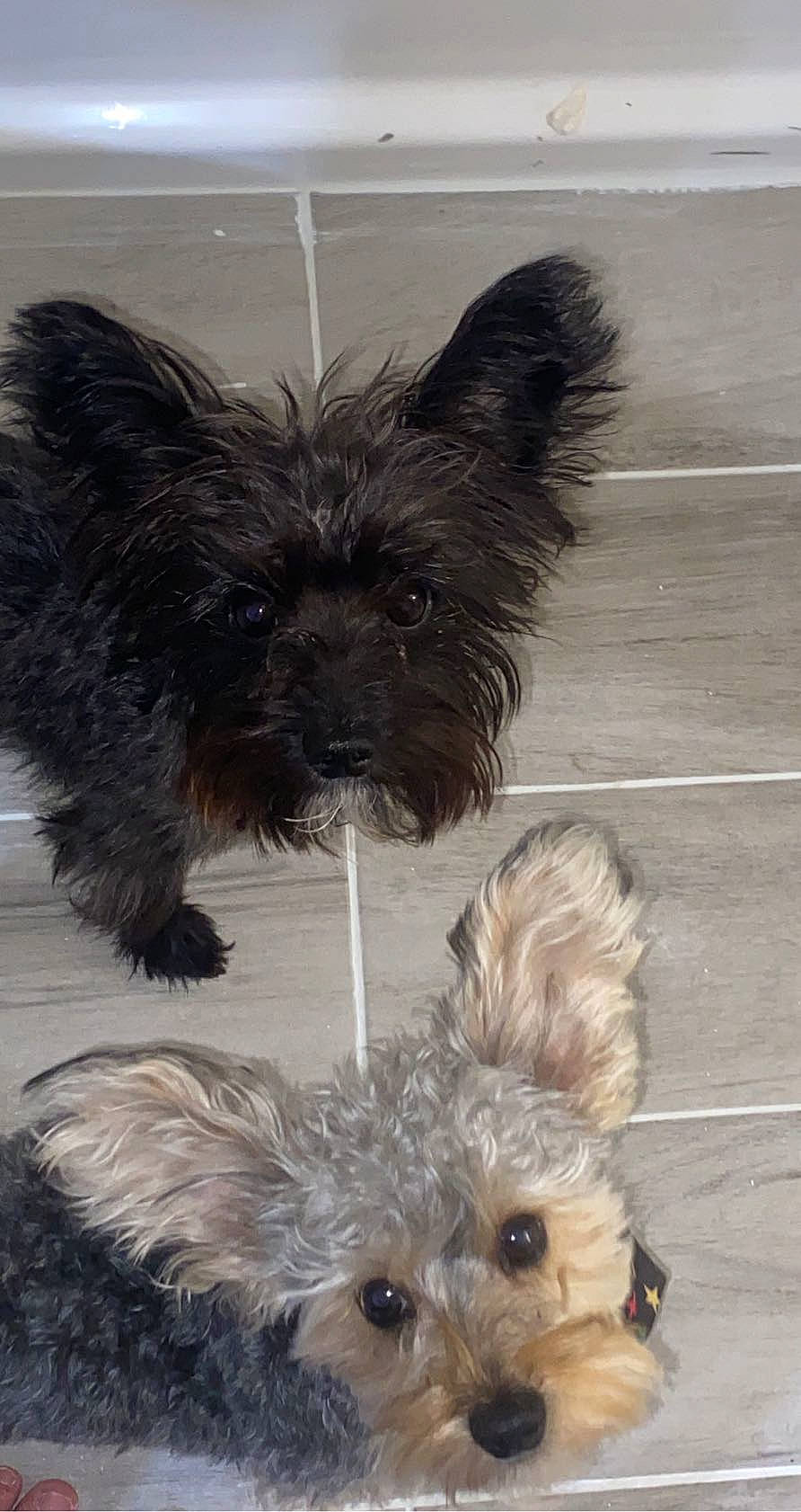 Cooper And Bentley joined the competition — help win amazing prizes! affenpinscher, animal, ball, bulldog, canine, cockerspaniel, dog, indoors, interiordesign, papillon, pet, plant, poodle, puppy, sport, tennis, tennisball, terrier, tile, whitedog