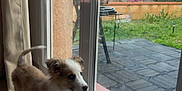 Baloo participe au concours pour gagner de l'argent avec cette photo : puppy, dog, puppy_face, glass_door, window, patio, backyard, tile_floor, blanket, curtain, reflection, grass, fence, curious, indoor, outdoor, young_dog, brown_and_white, standing, natural_light