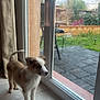 puppy, dog, puppy_face, glass_door, window, patio, backyard, tile_floor, blanket, curtain, reflection, grass, fence, curious, indoor, outdoor, young_dog, brown_and_white, standing, natural_light