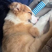 Baloo participe au concours pour gagner de l'argent avec cette photo : dog, puppy, sleeping, toy, blanket, fur, cozy, bed, nose, ear, paw, snout, plush_toy, indoor, close_up, portrait, relaxation, soft_texture, curled_up, resting