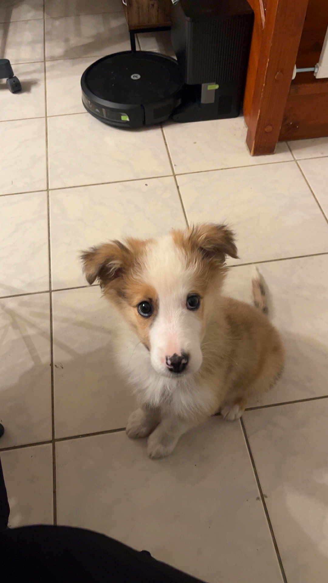 Baloo a rejoint le concours — aidez-le/la à gagner de superbes lots ! puppy, dog, pet, indoor, tile_floor, white_tiles, robot_vacuum, vacuum_cleaner, brown_and_white_fur, ears, big_eyes, looking_up, sitting, cute, nose, floor, wooden_furniture, home, portrait, young