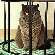 Muffy a rejoint le concours — aidez-le/la à gagner de superbes lots ! amber_eyes, animal, carpet, cat, close_up, curious, cute, domestic_cat, feline, furniture, gray_cat, indoor, metal_bars, patterned_rug, pet, portrait, round_table_base, sitting, table, whiskers