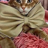 Sergeant is registered to the contest to win money with this photo: adorable, bow, bow_tie, cat, close_up, cozy, feline, fur, ginger_cat, green_eyes, indoor, paws, pet, pet_accessory, pink_blanket, plush, portrait, relaxed, soft_texture, whiskers