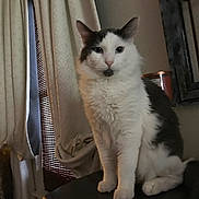 Snowy is registered to the contest to win money with this photo: animal, cat, cozy, curtains, domestic_animal, feline, fluffy, fur, furniture, gray, home, indoor, looking, mirror, pet, portrait, relaxed, sitting, whiskers, white