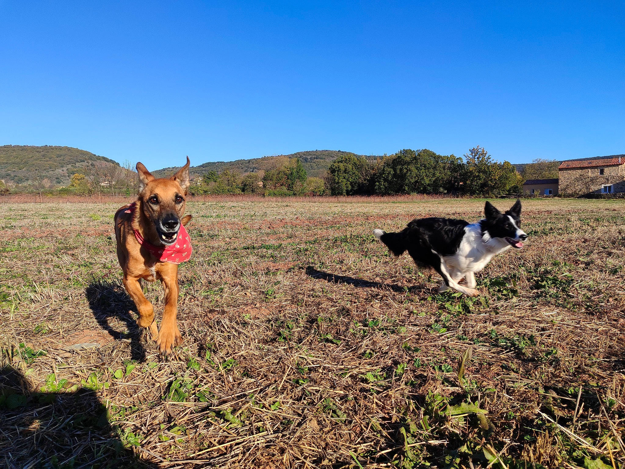 Pouky a rejoint le concours — aidez-le/la à gagner de superbes lots ! canidae, carnivore, dog, dog_breed, field, grass, grassland, hill, landscape, meadow, mountain, natural_landscape, pasture, people_in_nature, plant, prairie, sky, soil, sporting_group, working_animal
