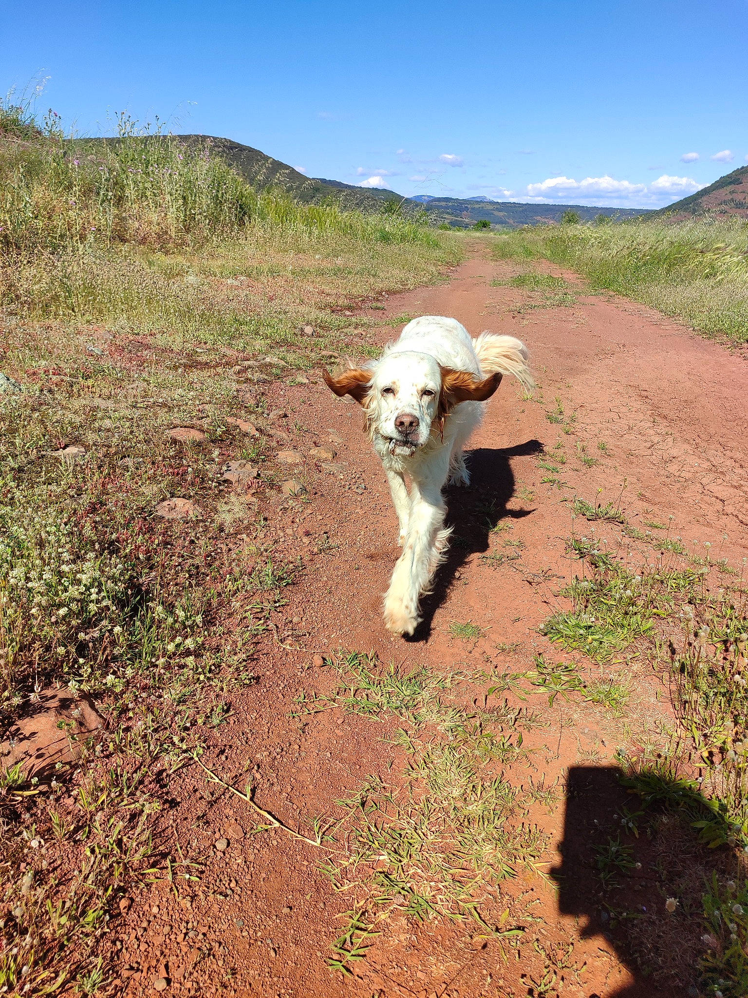 Mangue participe au concours pour gagner de l'argent avec cette photo : carnivore, cloud, companion_dog, dog, dog_breed, fawn, field, grass, grassland, hill, landscape, mountain, natural_landscape, plant, plant_community, road, sky, soil, tail, working_animal