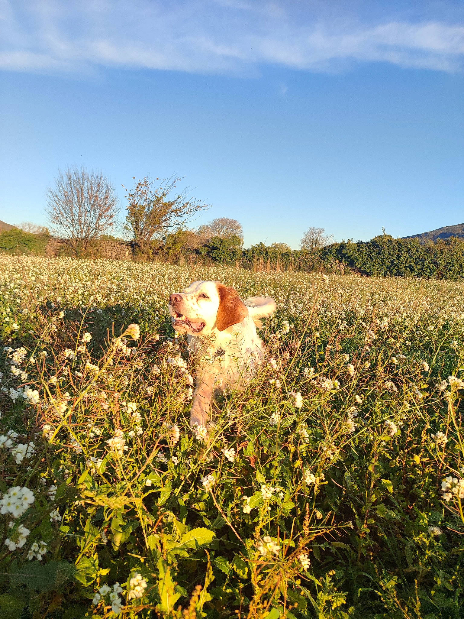 Mangue participe au concours pour gagner de l'argent avec cette photo : agriculture, cloud, dog, fawn, field, flower, flowering_plant, grass, grassland, happy, landscape, meadow, natural_landscape, people_in_nature, plant, plant_community, prairie, shrub, sky, tree