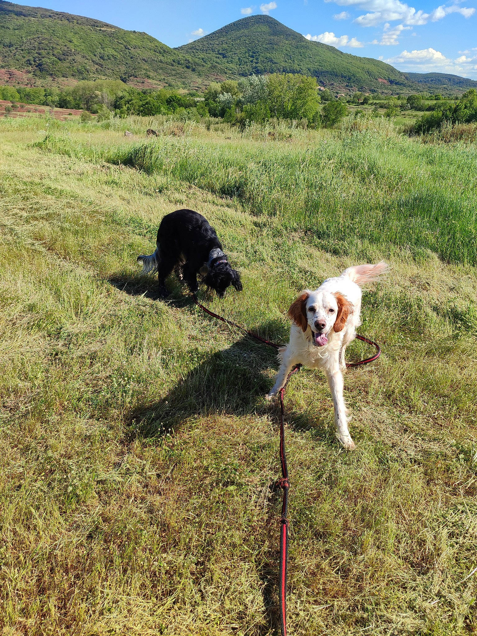 Mangue a rejoint le concours — aidez-le/la à gagner de superbes lots ! carnivore, cloud, collar, companion_dog, dog, dog_breed, fell, grass, grassland, highland, hill, landscape, meadow, mountain, mountain_range, pasture, plant, sky, sporting_group, working_animal