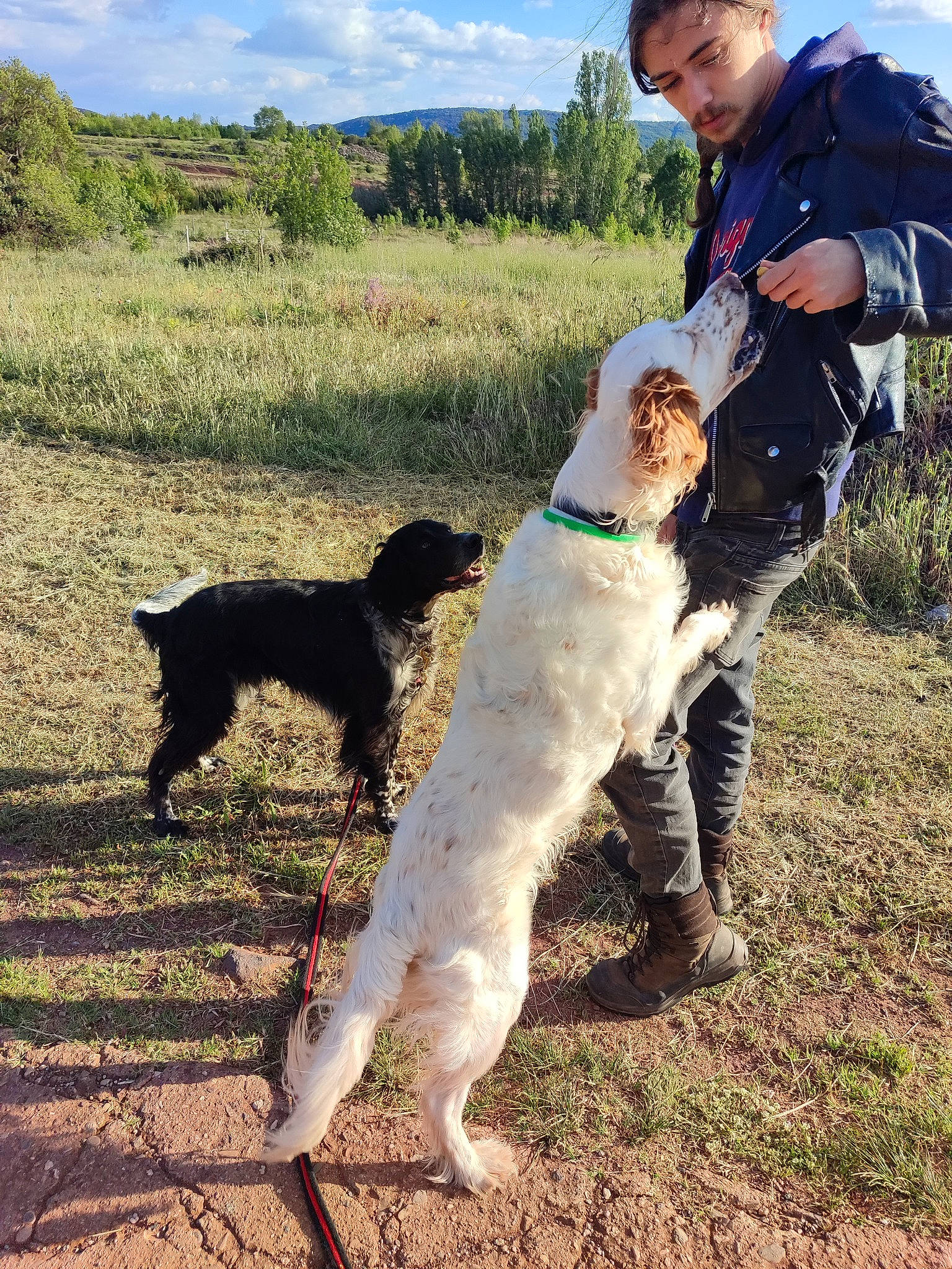 Mangue a rejoint le concours — aidez-le/la à gagner de superbes lots ! adventure, canidae, carnivore, cloud, companion_dog, dog, dog_breed, dog_hiking, grass, grassland, people_in_nature, plant, recreation, sky, soil, sporting_group, tree, walking, working_animal, working_dog