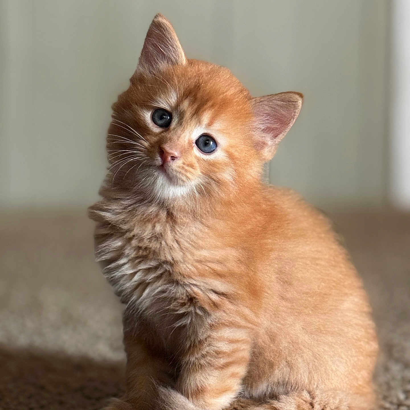 Winston is registered to the contest to win money with this photo: animal, blue_eyes, carpet, cat, curious, cute, ears, fluffy, fur, indoor, kitten, orange_tabby, pet, portrait, sitting, small, soft_light, tail, whiskers, young