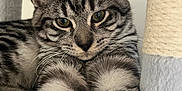 Willow participe au concours pour gagner de l'argent avec cette photo : cat, tabby_cat, pet, animal, feline, indoor, close_up, fur, whiskers, ears, paws, resting, cat_tree, cozy, curious, stretching, soft_light, striped, relaxed, cute