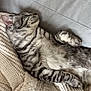 cat, tabby, sleeping, cozy, blanket, couch, human_arm, indoor, pet, feline, relaxation, soft_texture, striped_fur, resting, comfort, domestic_animal, closeup, cute, fluffy, nap