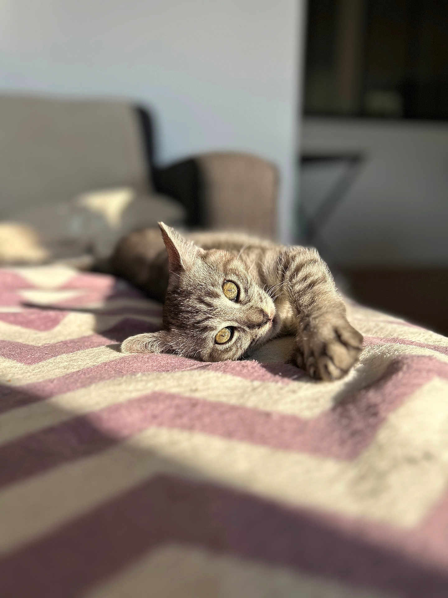 Willow participe au concours pour gagner de l'argent avec cette photo : cat, tabby, pet, animal, indoor, blanket, pattern, sunlight, relaxing, feline, fur, laying_down, closeup, cozy, domestic_animal, eyes, whiskers, paws, resting, soft_light