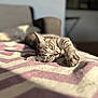 Willow a rejoint le concours — aidez-le/la à gagner de superbes lots ! cat, tabby, pet, animal, indoor, blanket, pattern, sunlight, relaxing, feline, fur, laying_down, closeup, cozy, domestic_animal, eyes, whiskers, paws, resting, soft_light