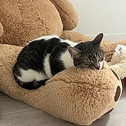 Unity a rejoint le concours — aidez-le/la à gagner de superbes lots ! animal, black_and_white, cat, comfort, cozy, cute, feline, floor, fur, home, indoor, pet, plush, quiet, relaxation, resting, sleeping, soft, stuffed_toy, teddy_bear