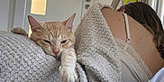 Woody a rejoint le concours — aidez-le/la à gagner de superbes lots ! animal, back, blanket, cat, cozy, door, fabric, furniture, home, indoor, lamp, light, orange_tabby, person, pet, relaxing, resting, sleepy, texture, window