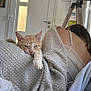 animal, back, blanket, cat, cozy, door, fabric, furniture, home, indoor, lamp, light, orange_tabby, person, pet, relaxing, resting, sleepy, texture, window
