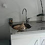 Woody participe au concours pour gagner de l'argent avec cette photo : animal, cabinet, cat, countertop, cute, domestic, faucet, household, indoor, jar, kitchen, light, minimalist, orange_tabby, pet, plant, reflection, relaxed, resting, sink