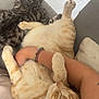 Woody participe au concours pour gagner de l'argent avec cette photo : arm, cat, cats, comfort, couch, cozy, feline, fur, home, human, indoor, napping, orange_tabby, paws, pet, relaxation, rest, sleeping, snuggle, striped_cat