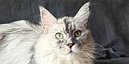 Utha participe au concours pour gagner de l'argent avec cette photo : alert, animal, cat, couch, domestic, ears, face, feline, fluffy, fur, green_eyes, grey, indoor, looking, pet, relaxed, resting, soft, texture, whiskers