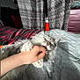 animal, bed, blanket, cat, cozy, curtains, domestic_cat, fur, gentle, gray_cat, hand, indoor, nail_polish, paw, pet, playing, relaxed, shadow, sunlight, white_fur