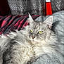 animal, bed, blanket, cat, cozy, curtain, domestic, feline, fluffy, gray, green_eyes, home, indoor, long_hair, pet, portrait, relaxed, resting, soft_texture, sunlight