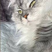 Utha participe au concours pour gagner de l'argent avec cette photo : animal, blanket, cat, close_up, comfort, cute, feline, fluffy, fur, gray, hand, indoor, paw, pet, relaxed, resting, soft_texture, whiskers, white, yellow_eyes