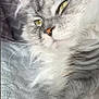 animal, blanket, cat, close_up, comfort, cute, feline, fluffy, fur, gray, hand, indoor, paw, pet, relaxed, resting, soft_texture, whiskers, white, yellow_eyes