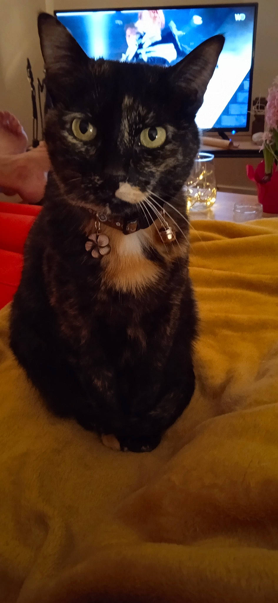 Tiki participe au concours pour gagner de l'argent avec cette photo : black_cat, bombay, carnivore, cat, comfort, domestic_short_haired_cat, felidae, flooring, fur, paw, small_to_medium_sized_cats, snout, tail, terrestrial_animal, whiskers, working_animal