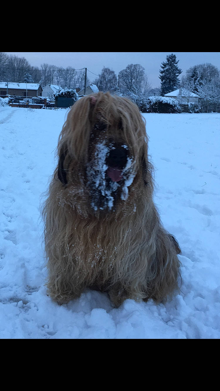 Jazzie participe au concours pour gagner de l'argent avec cette photo : canidae, carnivore, companion_dog, dog, dog_breed, freezing, fur, liver, mammal, playing_in_the_snow, sky, snout, snow, spaniel, sporting_group, tree, vertebrate, winter, wood, wool