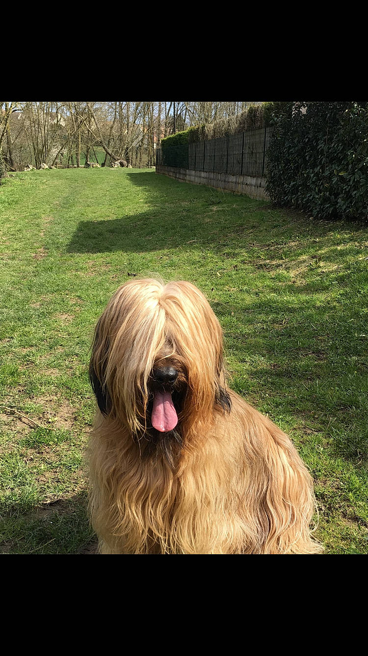 Jazzie a rejoint le concours — aidez-le/la à gagner de superbes lots ! canidae, carnivore, companion_dog, dog, dog_breed, fawn, fur, grass, liver, plant, shih_tzu, small_terrier, snout, sporting_group, terrestrial_animal, terrier, toy_dog, tree, water_dog, working_animal