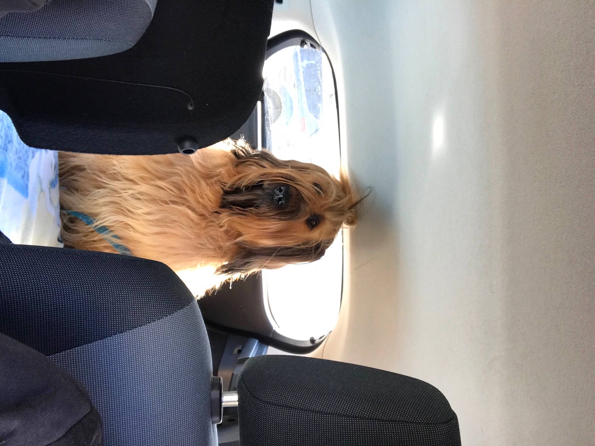 Jazzie a rejoint le concours — aidez-le/la à gagner de superbes lots ! auto_part, automotive_design, automotive_exterior, automotive_lighting, automotive_mirror, car_seat, carnivore, comfort, companion_dog, dog, eyewear, glasses, goggles, personal_luxury_car, seat_belt, sunglasses, tints_and_shades, vehicle_door, vision_care, windshield