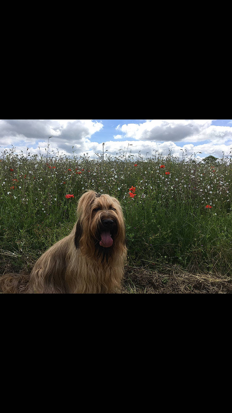 Jazzie participe au concours pour gagner de l'argent avec cette photo : carnivore, cloud, companion_dog, cumulus, dog, dog_breed, fawn, flower, grass, grassland, happy, landscape, liver, meteorological_phenomenon, plant, sky, snout, sporting_group, toy_dog, water_dog