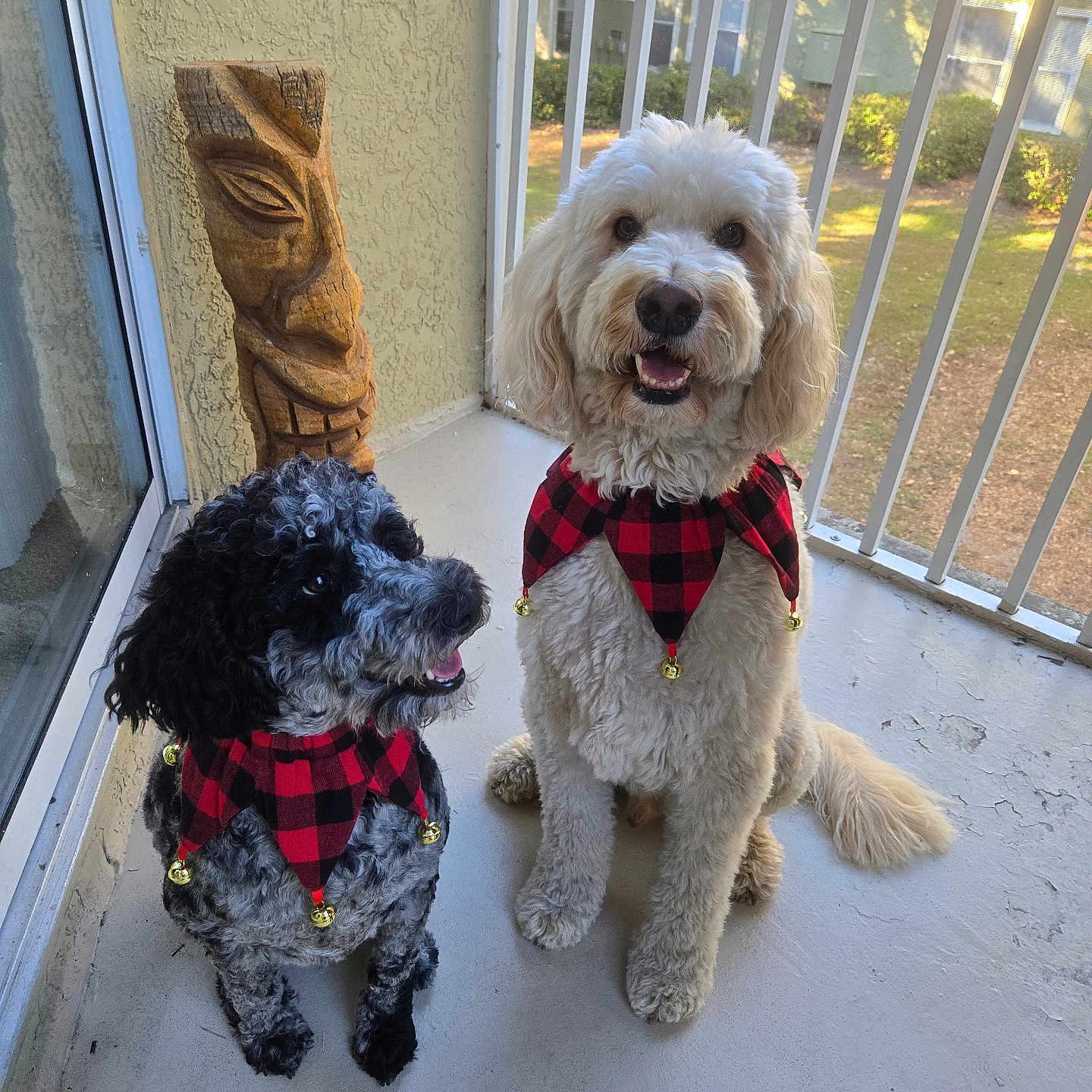 Hershey And Trixie is registered to the contest to win money with this photo: balcony, bells, decor, dog, fluffy, fur, furry, happy, outdoor, pet, plaid_collar, railing, shadow, sitting, smiling, sunlight, tiki_statue, two_dogs, window, wooden_statue