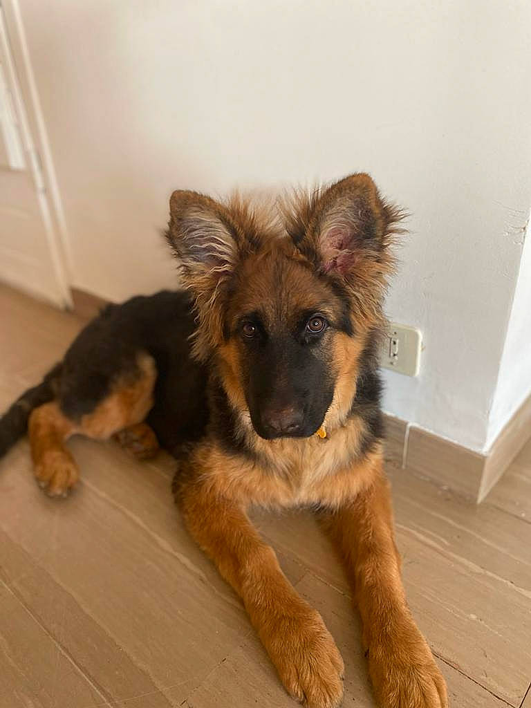 Tiga participe au concours pour gagner de l'argent avec cette photo : canidae, carnivore, companion_dog, dog, dog_breed, fawn, flooring, fur, german_shepherd_dog, hardwood, paw, snout, sporting_group, tail, terrestrial_animal, wood, working_dog