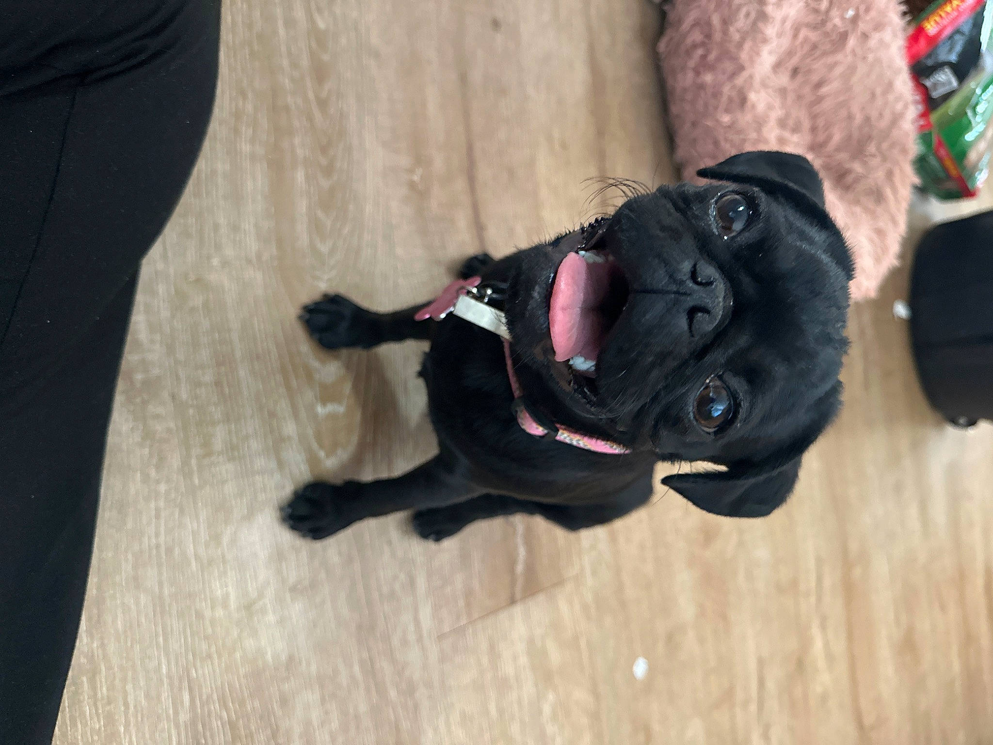 Yuna is registered to the contest to win money with this photo: canidae, carmine, carnivore, companion_dog, dog, dog_breed, fawn, flooring, fur, hardwood, leash, outdoor_shoe, personal_protective_equipment, plant, snout, sporting_group, tail, toy, tree, wood