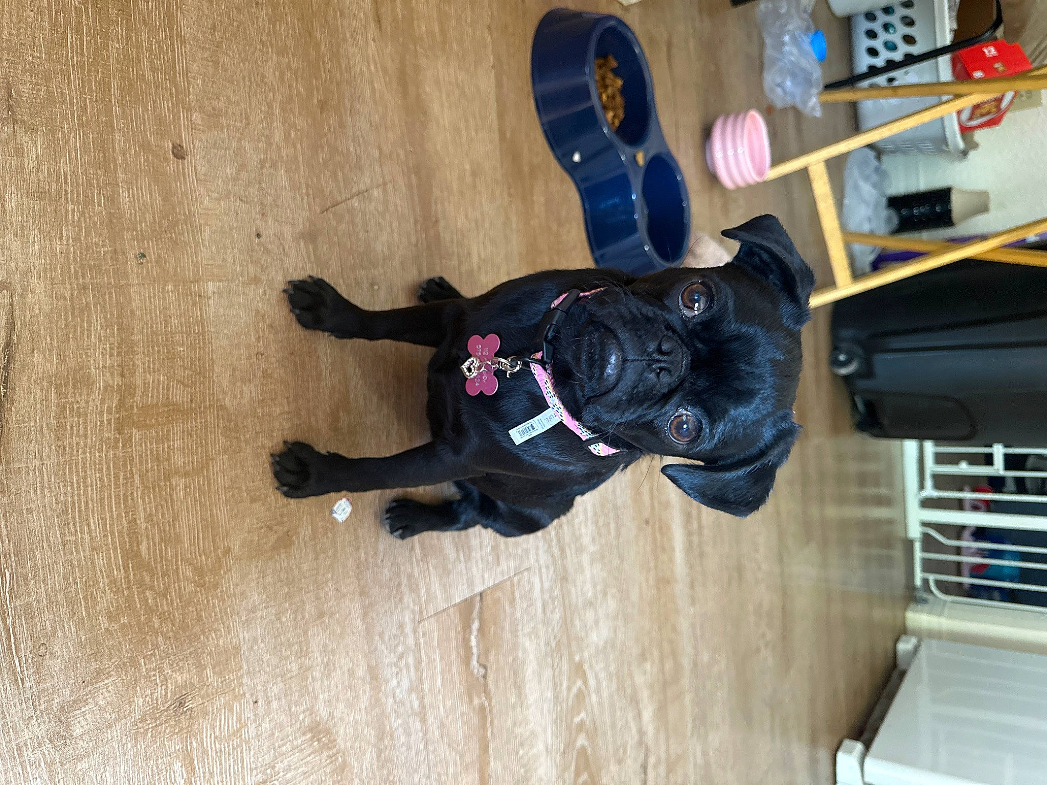 Yuna joined the competition — help win amazing prizes! audio_equipment, auto_part, canidae, carnivore, companion_dog, dog, dog_breed, dog_supply, flooring, hardwood, helmet, machine, outdoor_shoe, personal_protective_equipment, sporting_group, sports_equipment, toy, walking_shoe, wood, wood_flooring