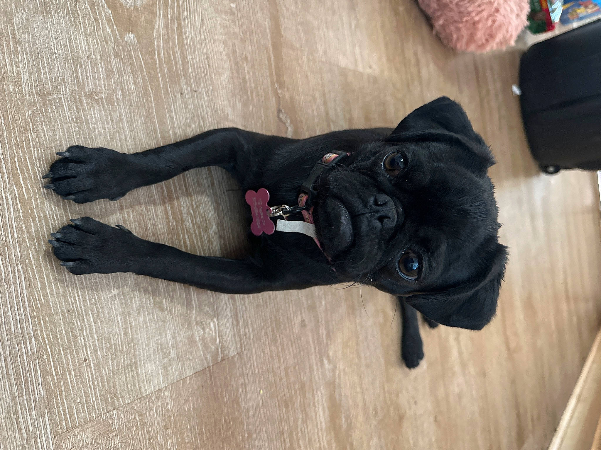 Yuna is registered to the contest to win money with this photo: flooring, fur, hardwood, human_leg, knee, personal_protective_equipment, sleeve, sporting_group, thigh, wood