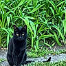 black_cat, cat, feline, animal, sitting, outdoor, garden, plants, greenery, leaves, grass, tail, eyes, whiskers, ears, fur, portrait, nature, backyard, daylight