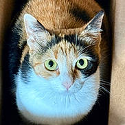 Callee joined the competition — help win amazing prizes! alert, animal, box, calico, cardboard_box, cat, close_up, curious, cute, domestic_animal, feline, fur, green_eyes, indoor, looking_up, pet, portrait, sitting, soft_light, whiskers