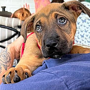 Taz is registered to the contest to win money with this photo: puppy, dog, close_up, pet, paw, face, fur, cute, animal, indoor, human_hand, tattoo, clothing, red_harness, relaxing, person, lap, comfort, brown_fur, black_nose